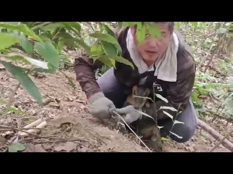 南勢部落獵人利用改良式獵具捕獲非目標獵物山羌，將山羌從陷阱釋放後，平安返回山林
