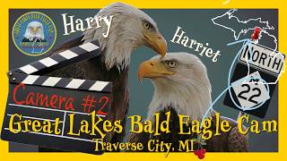 BALD EAGLE Live Cam 2 Traverse City, MI #baldeagle #eaglelivecam #wildlife #nature live webcam