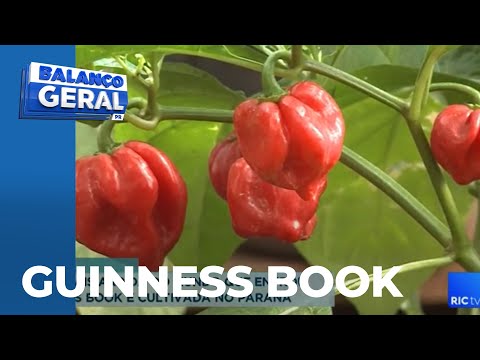Pimenta mais ardida do mundo que entrou no Guinness Book é cultivada no Paraná