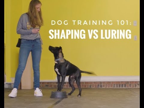 Dog Training 101: Shaping vs Luring