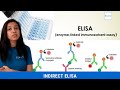 Indirect ELISA | Basics Explained