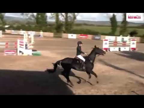 Horse - Image 2