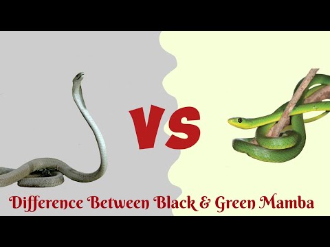 Black Mamba VS Green Mamba...Who is more Venomous?