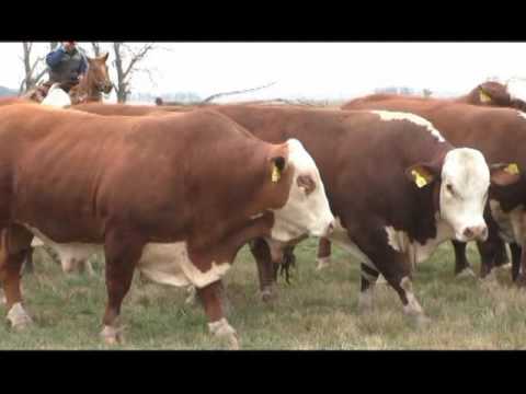 RECORRIDA EN EL ROCIO DE COPRA 6 8 16