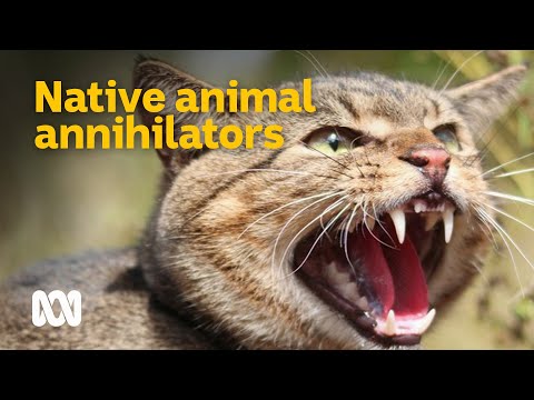 Feral cats | Meet the Ferals Ep 2 | ABC Australia - YouTube