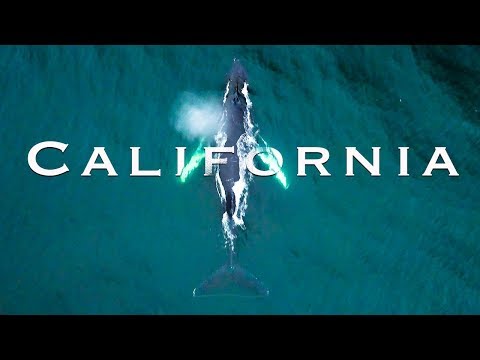 與鯨魚一起划船｜美麗的加州海岸公路之旅 (Paddle Boarding with Whales | Beautiful Coastal California Road Trip)