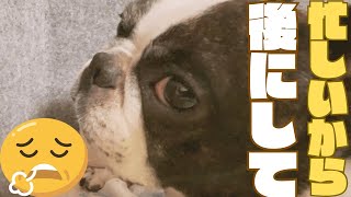 愛犬に振られた飼い主🥲