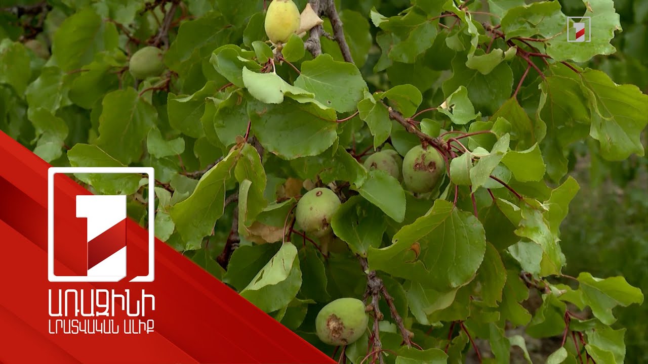 Կարկուտը 20-100 տոկոսով վնասել է մոտ 8740 հա տարածք. հունիսի 25-ից հետո նախարարությունը կարձագանքի