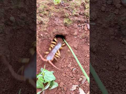 Female centipede VS 15,000 fire ants