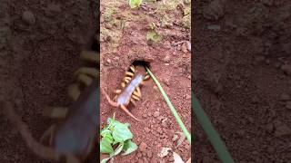 Female centipede VS 15,000 fire ants