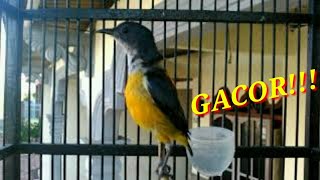 Download lagu Suara Burung - Kemade bunga api _ Masteran Ampuh!!! mp3