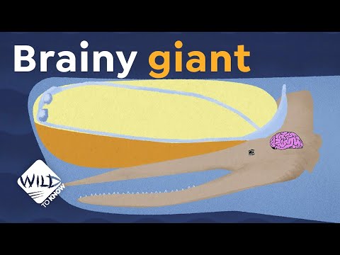 image-Why is it called spermaceti?