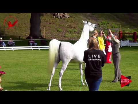 N.51 SZAKIRA - Scandinavian Open Championship 2017 - Mares 4-6 Years old (Class 9)