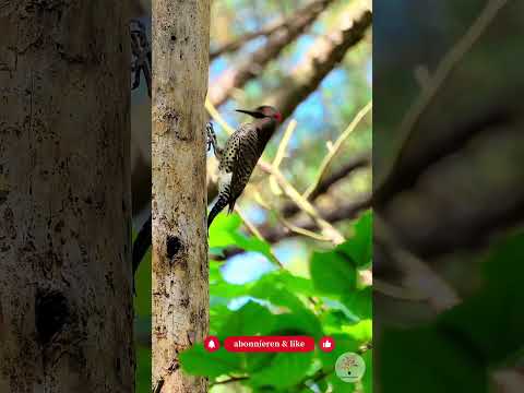 Grünspecht & Co.: Warum Spechte die Architekten deines Naturgartens sind