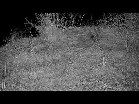 Djuma: Water Thick-knee - 04:42 - 08/24/21