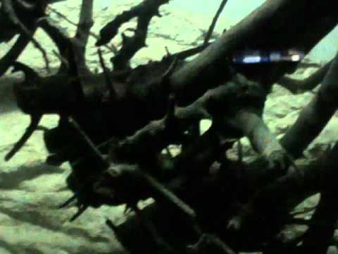 susanu si berto  hei dj noi toti la galati