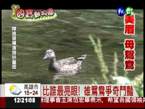 鴛鴦談情說愛 幸福故事看得見!