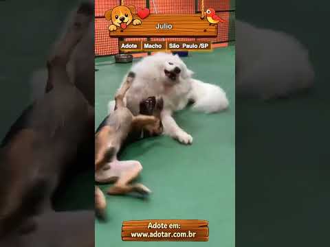 Vídeo de Julio