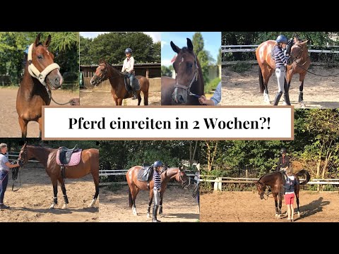 Breaking in a horse Part I / Preparations for breaking in I Krusi's first steps with a rider I LI...