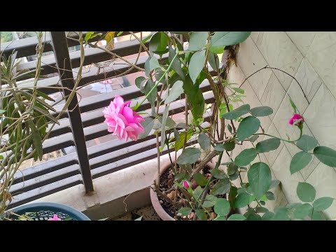 Balcony Fruits & Flowers বারান্দা বাগানে মালবেরী গোলাপ ও শিমের উৎসব