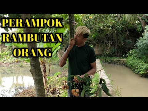 film-pendek-jaseng-jawa-serang-panen-rambutan