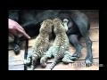 Liger cubs adopted by dog