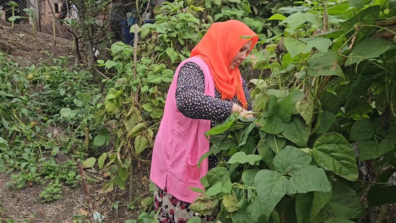 🌿 GÜZ FASULYESİ TOPLADIM, BİR TENCERE YEMEK YAPTIM‼️🍲YİYENLER BİR DAHA İSTEDİ, TAM KÖY USULÜ‼️🌱🏡