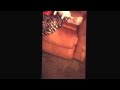 Angel The Dog Barking At Me