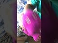 Barney Everyone Is Special Song Live Action Verison
