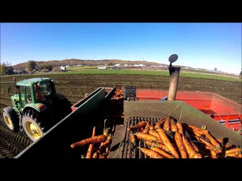Carrot Harvest October 23, 2014