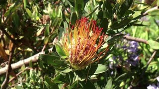 preview picture of video 'Kirstenbosch National Botanical Garden (South Africa)'