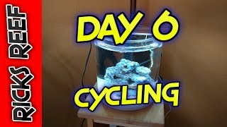 HOW TO: REEF TANK IN A COOKIE JAR - DAY 6 - CYCLING