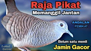Download lagu Perkutut lokal gacor RAJA PIKAT memanggil lawan Ahlinya bikin burung perkutut gacor nyaut mp3