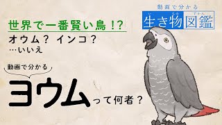 動画でわかる生き物図鑑-ヨウム編【ゆっくり紹介】