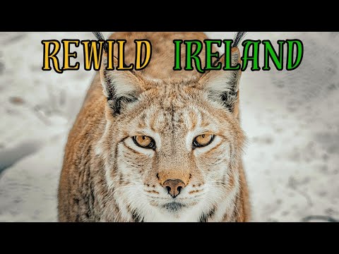 REWILDING IRELAND: These 3 Animals MUST be Reintroduced