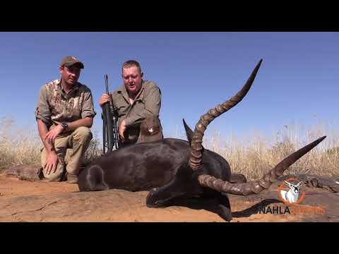 African Hunting at its best: Nahla Safaris Showreel 2020