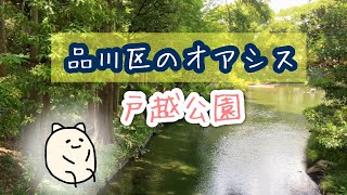 【散歩】戸越公園駅徒歩7分 品川区のオアシス 戸越公園を散歩して和む
