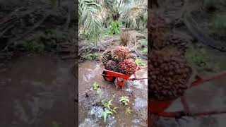 Download lagu #panen#kelapasawit#banjir#shorts# mp3
