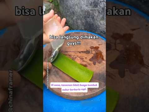 ternyata begini guys cara mengelupas lidah buaya 🙀⁉️ #shortvideo #fypシ゚viral #videotrending