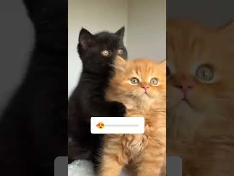 little cat wanted to try the trend 🙀😀#trending #funny #animation #Comedy shorts 😁