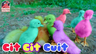 Download lagu Cit Cit Cuit Bebek Berenang - lagu Anak Indonesia Populer Sepanjang masa | Ondel Ondel Betawi mp3 Download lagu Cit Cit Cuit Bebek Berenang - lagu Anak Indonesia Populer Sepanjang masa | Ondel Ondel Betawi mp3