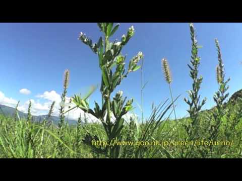 ウスバカマキリの飛翔