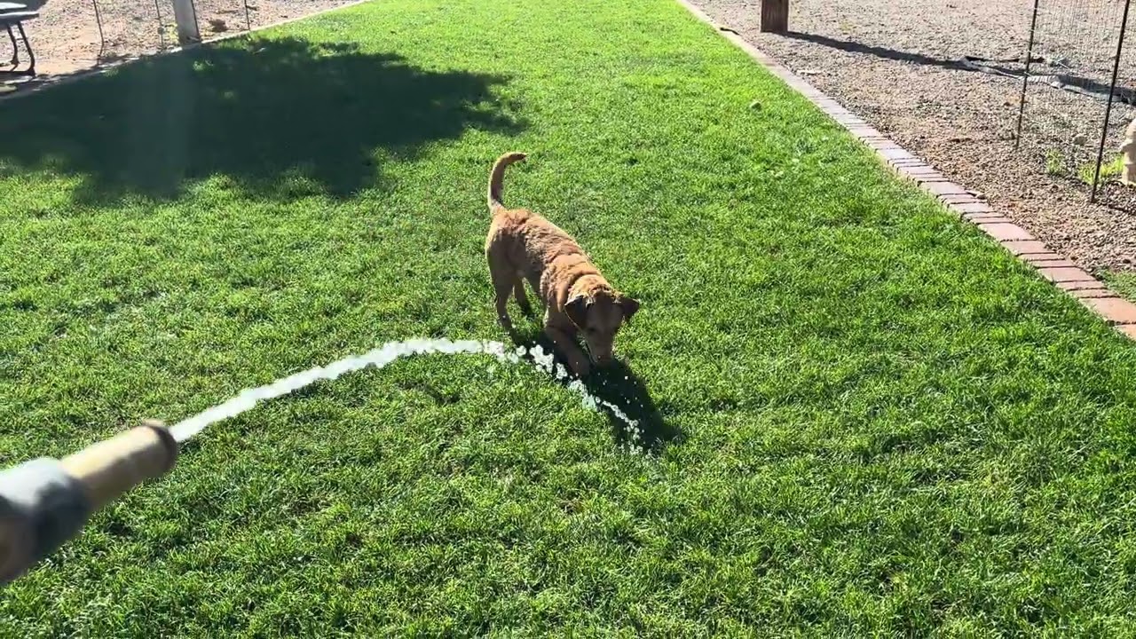 Enlarge Blaze, an adopted mixed breed in Gilbert, AZ video 5/5