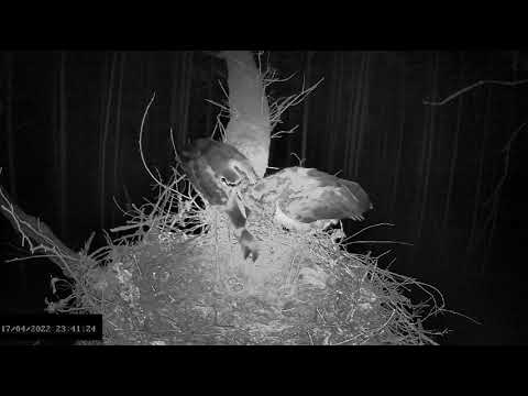 Bociany czarne online 2022 - Drugie jajo 17.04.2022 23:41