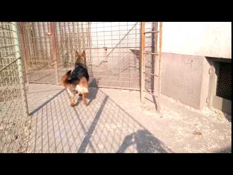 Pregnant Arex von der Wilhelmswarte girl is for sale. Mated to Weko von Bad-Boll