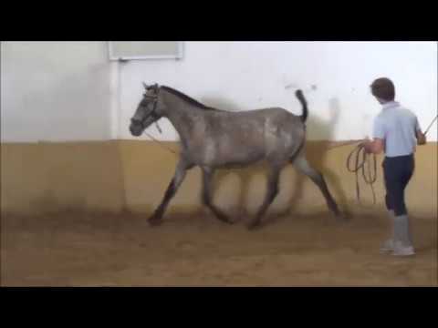 Lidador - Faquir das Lezírias x Umbela