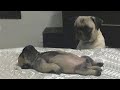 When Dogs First Become Moms 🤣 Funniest Dog Ever!