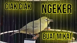 Download lagu kecial kuning ciak ciak ngeker | ampuh jadi pikatan di alam liar mp3 Download lagu kecial kuning ciak ciak ngeker | ampuh jadi pikatan di alam liar mp3