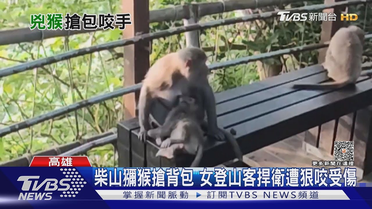 別搶我的包! 女登山客護背包慘遭柴山獼猴狠咬受傷