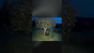 Caught on Camera: Bears Doing Funny Things! #funnyanimalvideos #bears